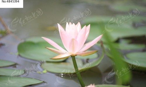 柠檬菊花茶泡水的功效网- 柠檬菊花茶泡水的功效与禁忌知识,分享柠檬菊花茶泡水的功效与禁忌