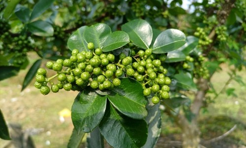 柠檬菊花茶泡水的功效网- 柠檬菊花茶泡水的功效与禁忌知识,分享柠檬菊花茶泡水的功效与禁忌