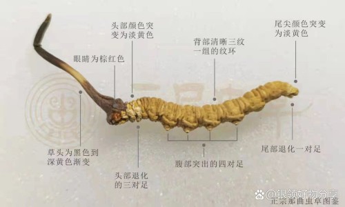 柠檬菊花茶泡水的功效网- 柠檬菊花茶泡水的功效与禁忌知识,分享柠檬菊花茶泡水的功效与禁忌
