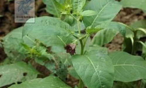 柠檬菊花茶泡水的功效网- 柠檬菊花茶泡水的功效与禁忌知识,分享柠檬菊花茶泡水的功效与禁忌